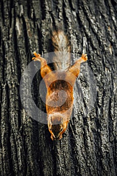 Squirrel on a tree, textured tree bark background