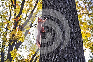 A squirrel on a tree in Tsarskoe Selo