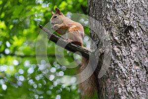 Squirrel on the tree is uhsptn walnut