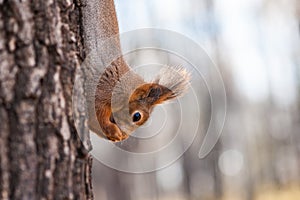 Squirrel on a tree upside down