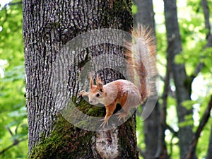 Squirrel on the tree