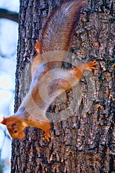 A squirrel on a tree