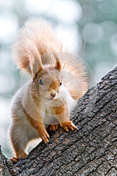 Squirrel on a tree in winter park