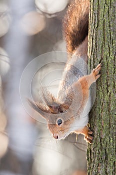 Squirrel on the tree in winter