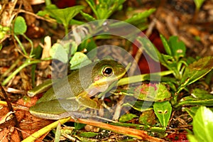 Squirrel Treefrog (Hyla squirella)