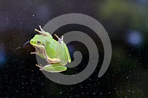 Squirrel Treefrog (Hyla squirella) on Glass