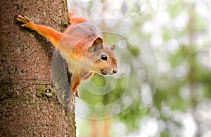 Squirrel on the treel