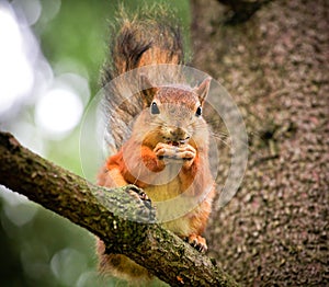 squirrel on the treel