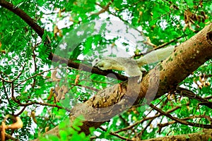 Squirrel trickling fruit tamarind in branch tree