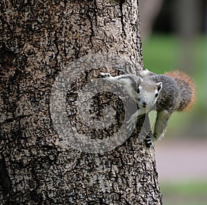 Squirrel on a trunk stares, blurred background