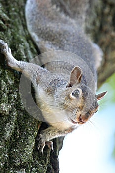 Squirrel up high