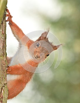 Squirrel up a tree