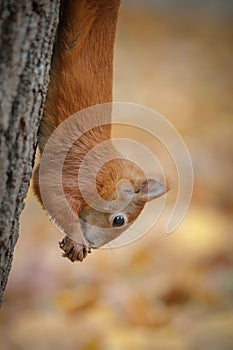Squirrel upside down