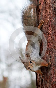 Squirrel upside down on a tree in the forest