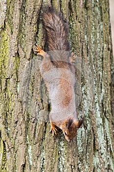 Squirrel upside down