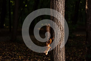 Squirrel upside down on a tree in the woods