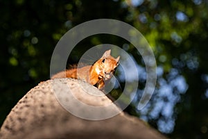 Squirrel upside down on a tree in the woods
