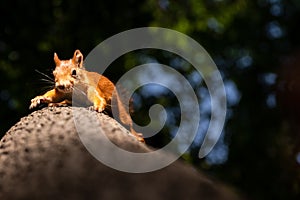 Squirrel upside down on a tree in the woods