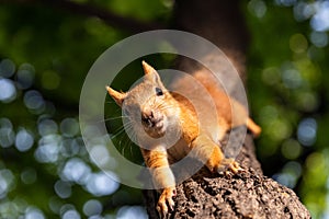 Squirrel upside down on a tree in the woods