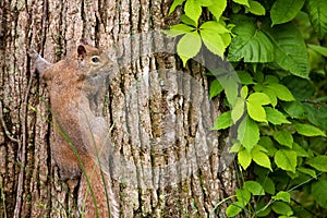 Squirrel with Virginia Creeper photo
