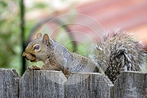 Squirrel visit