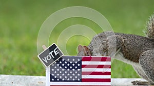 Squirrel VOTE booth election concept peanuts for votes