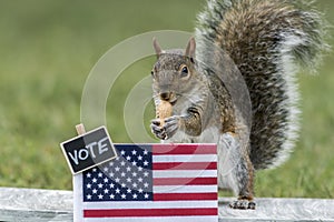 Squirrel VOTE booth election concept with USA flag peanuts for votes