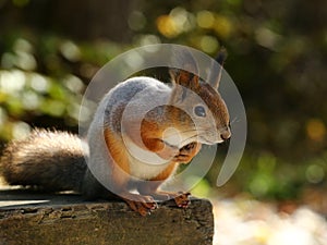 Squirrel waiting for nuts