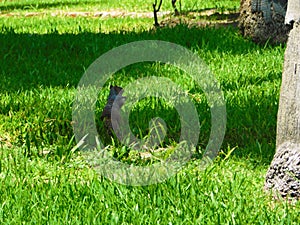 Squirrel waiting to its mother in sunlight