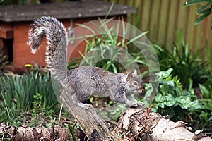 Squirrel walking across a tree stump photo