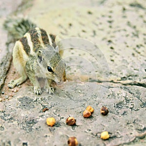 Squirrel walking on electric cables, Little squirrel on a wire