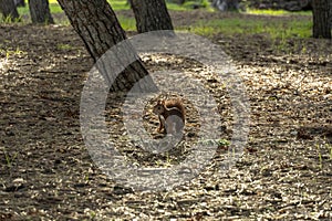 A squirrel is walking through a field of leaves