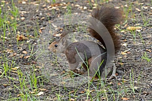 A squirrel is walking through the grass and leaves