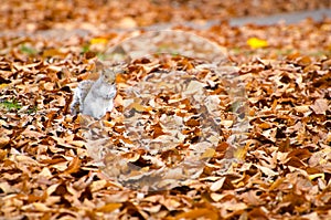 Squirrel walking on leaves