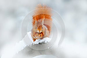 Squirrel with walnut, big orange tail. Feeding scene on the tree. Cute orange red squirrel eats a nut in winter scene with snow,