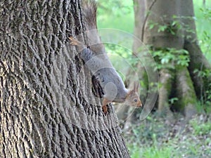 squirrel warily stands on the tree upside down