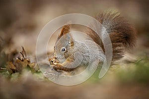 Squirrel. The squirrel was photographed in the Czech Republic.