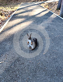 Squirrel watching at camera in the middle of public park