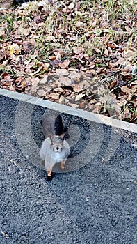 Squirrel watching at camera in the middle of public park