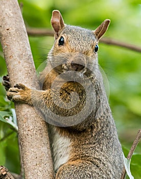 Squirrel Whiskers. Cute Eastern Gray Squirrel Closeup.