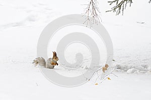 Squirrel on white snow