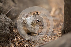 Squirrel in wild Nature Yosemite National Park Landscapes