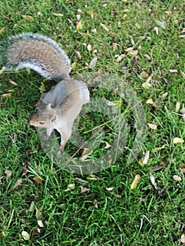 Squirrel, wildlife, animal, Dublin, Park, Ireland,