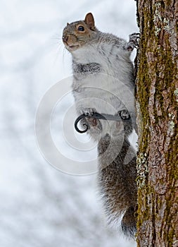 Squirrel in winter