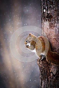 Squirrel in winter climbing and eating in tree