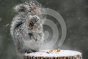 Squirrel in Winter photo