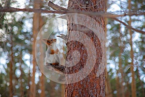Squirrel in the winter forest