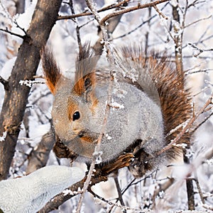 Squirrel in the winter forest. squirrel on a tree. curious red squirrel siting on tree