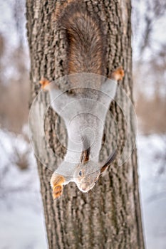 Squirrel in winter hangs on a tree upside down