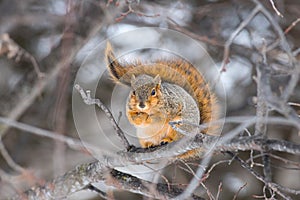A Squirrel in Winter - Nebraska